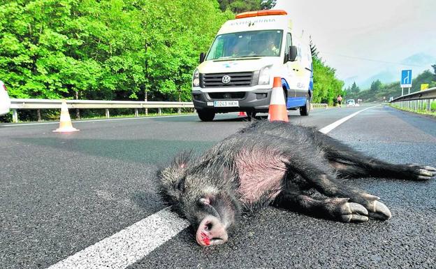 Ganaderos urgen a las instituciones a que organicen más batidas de jabalíes