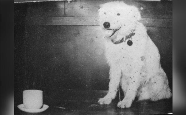 'Callejero', de Alberto Cortez: himno a Fernando, el exquisito perro sin dueño