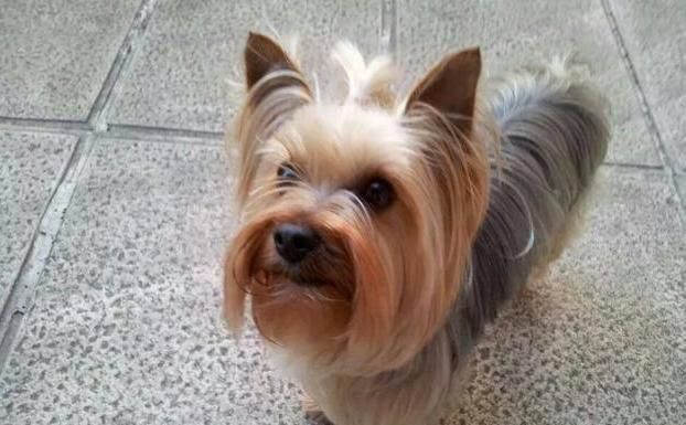 Multan a una bilbaína con 1.500 euros por llevarse una perra en Cáceres y pedir 4.000 a sus dueños para devolverla