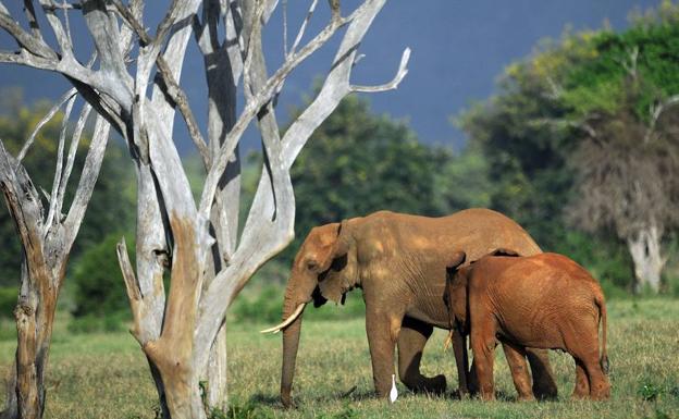 África tiene dos especies de elefante