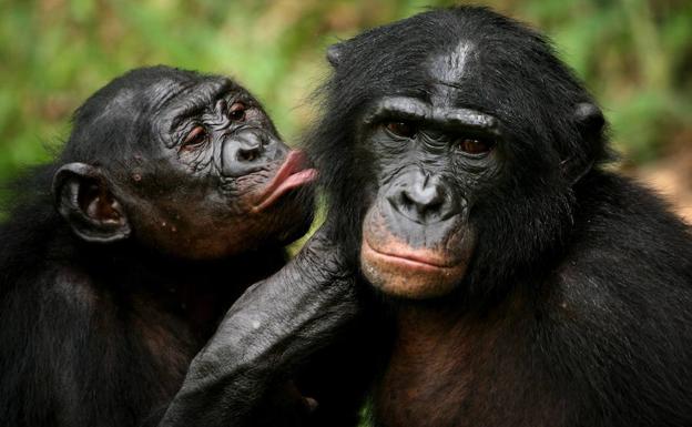 Bonobos y chimpancés no solo comparten gestos sino también su significado