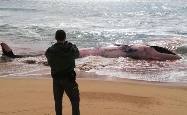 Aparece una ballena de 13 metros muerta en una playa de Barcelona