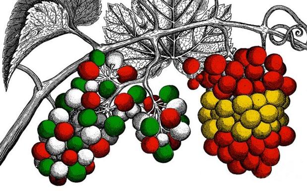 Txakoli o Rioja: las uvas de la discordia