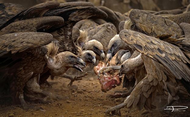 Un vizcaíno, en las 'Olimpiadas' de la fotografía