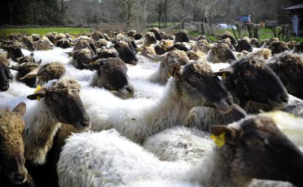 Productores de Ugao comercializan una crema de queso de oveja