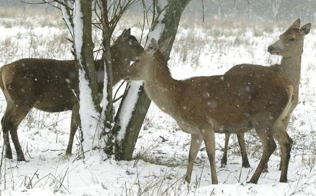 Ecologistas atribuyen la muerte de 29 ciervos en Salburua a un «maltrato animal»