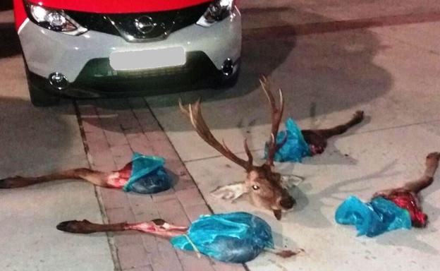Hallan un ciervo descuartizado en un coche conducido por dos jóvenes en Huarte