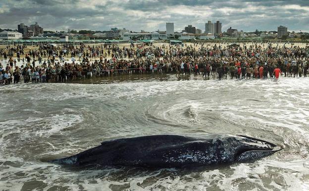 La agonía en Argentina de una ballena varada