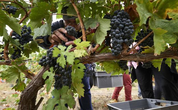 El Consejo valida la calificación de 'muy bueno' para el Rioja del 2017