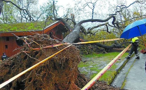 Analizan las raíces del roble de 15 metros que dejó herido grave a un niño en San Sebastián