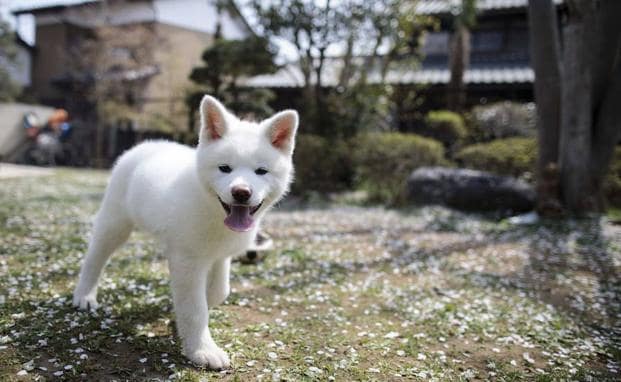 asistente Comité Gallo El akita, el perro japonés que conquista los corazones extranjeros | El  Correo