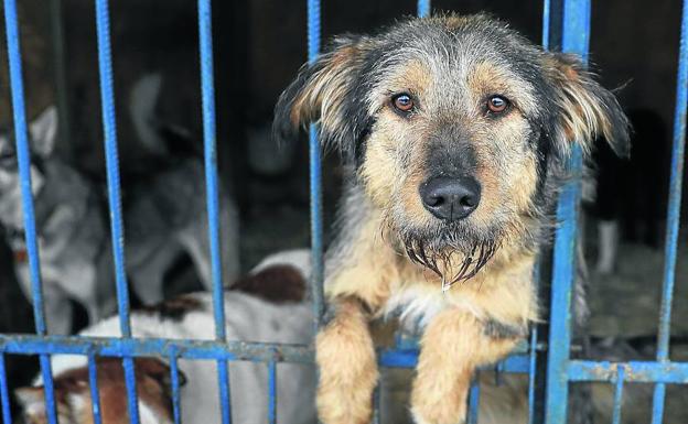 Vida perra: el abandono de canes se dispara