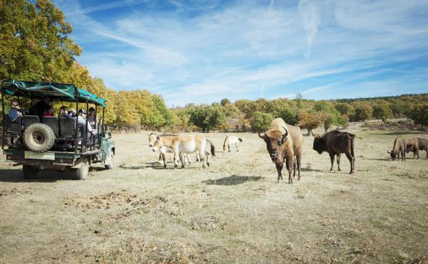 Safari por el Pleistoceno en Burgos