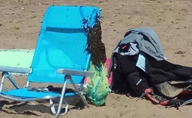 Las abejas también quieren disfrutar de un día de playa en Sopela