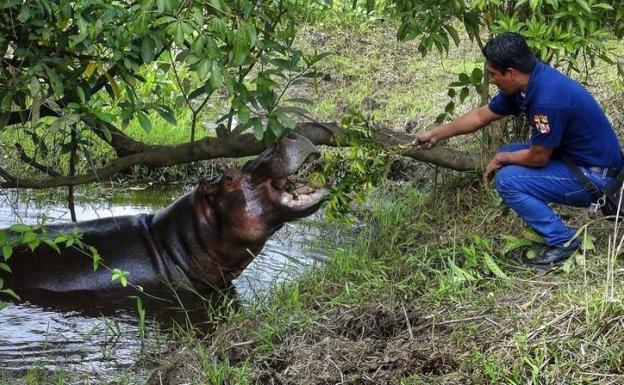 La debilidad de Escobar