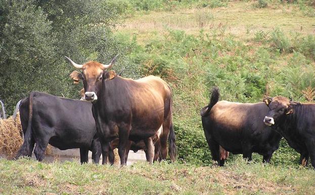 Una enfermedad sexual deja a los toros del Gorbea en las cuadras otro año