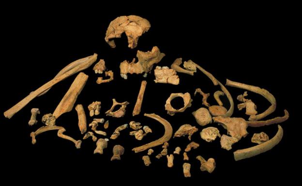 Un diente confirma a 'Homo antecessor' como el primer europeo