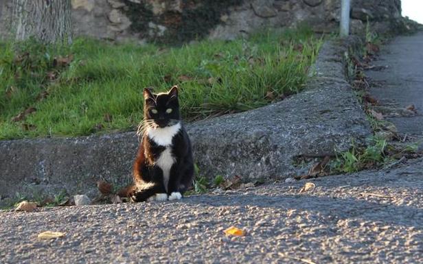 Berango busca voluntarios para controlar las colonias de gatos callejeros