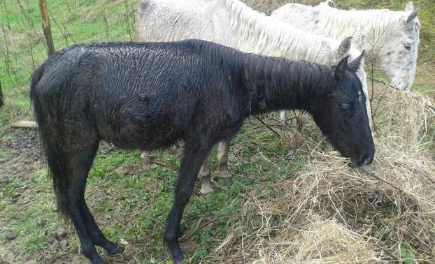 Condenado a 9 meses de cárcel en Barakaldo por maltratar a varios equinos a los que no daba comida ni agua