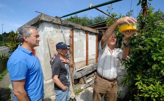 Vecinos de Getxo reclaman un mapa de las zonas donde anida la avispa asiática