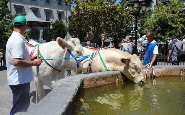 Un campeonato de perros pastor precederá a la feria de San Juan de Orduña