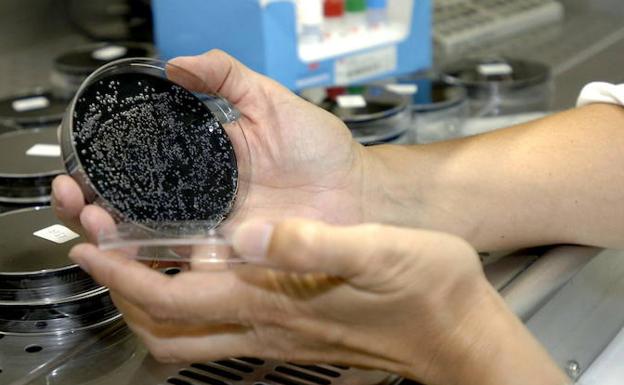 La legionella: una enfermedad que se transmite en gotitas de agua que forman el aerosol típico de duchas y grifos