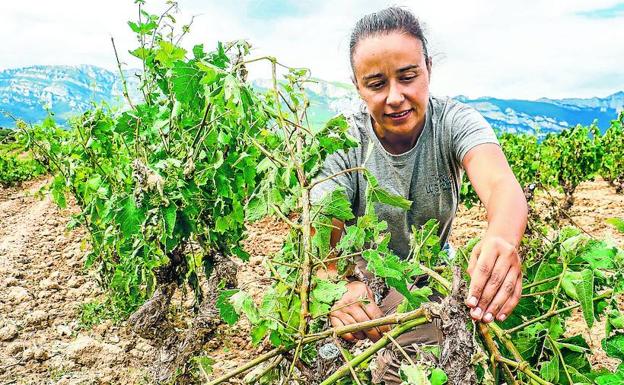 Rioja Alavesa evalúa los daños del granizo
