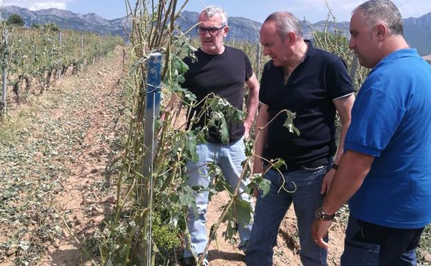Las lluvias del sábado en Rioja Alavesa afectaron a 300 hectáreas de viñedo