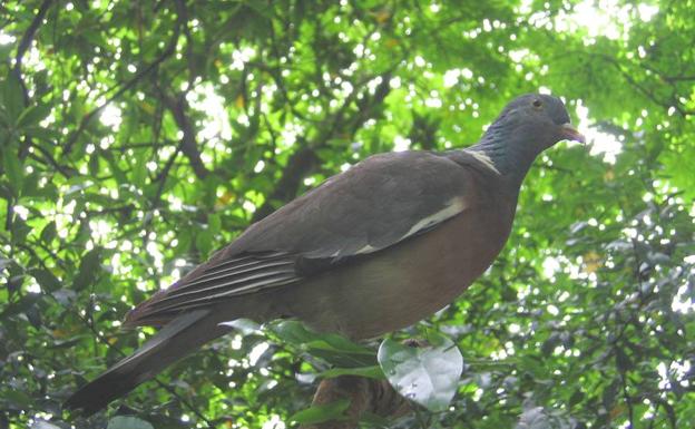 Prórroga de la torcaz