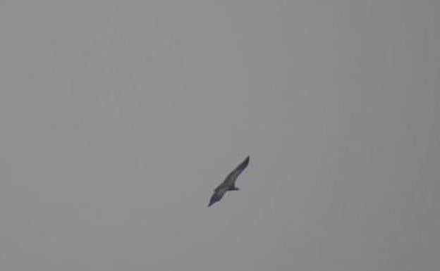 Los pilotos exigen cambiar los comederos de buitres para sacarlos de sus rutas de vuelo