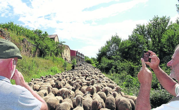 Soria: al lento paso del rebaño