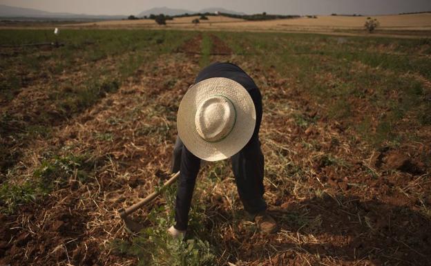Golpe de calor y memoria desvencijada