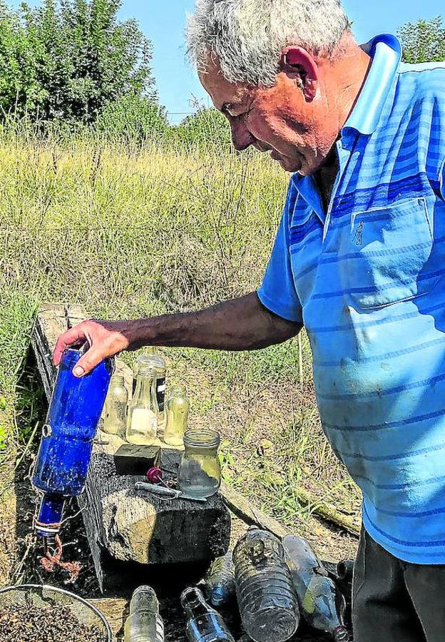 La avispa asiática invade Abanto