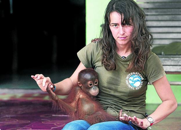 «El consumo de 'snacks' está acabando con los orangutanes»