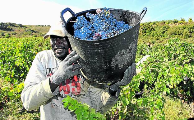 Cuenta atrás para la vendimia en Rioja Alavesa