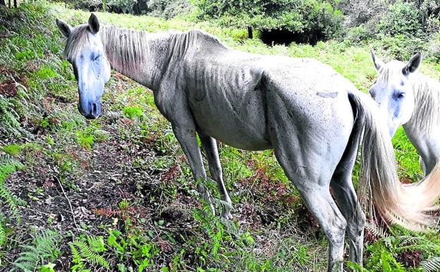 «El caballo se muere», alerta el ganadero que acusa de maltrato a la Diputación