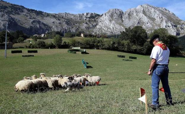 Medio siglo azuzando el pastoreo de Euskal Herria