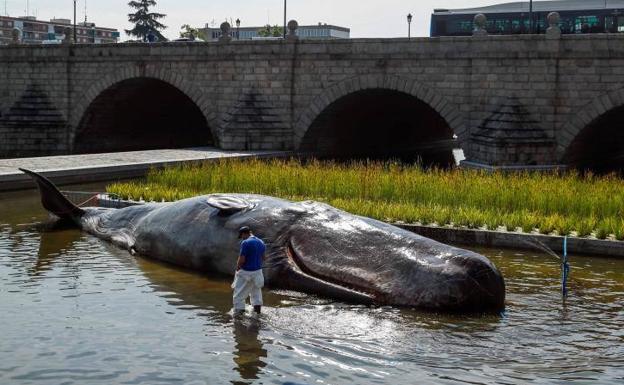 Un cachalote en Madrid