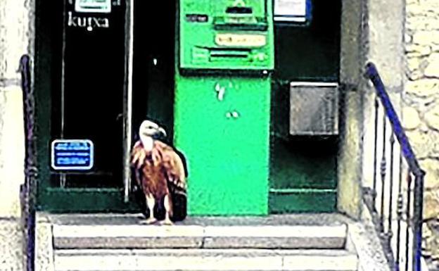 Un buitre se pasa dos horas refugiado en un cajero de Lanestosa