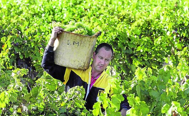 El PNV insiste en el 'modelo Burdeos' para diferenciar el vino alavés «sin romper la DOC»