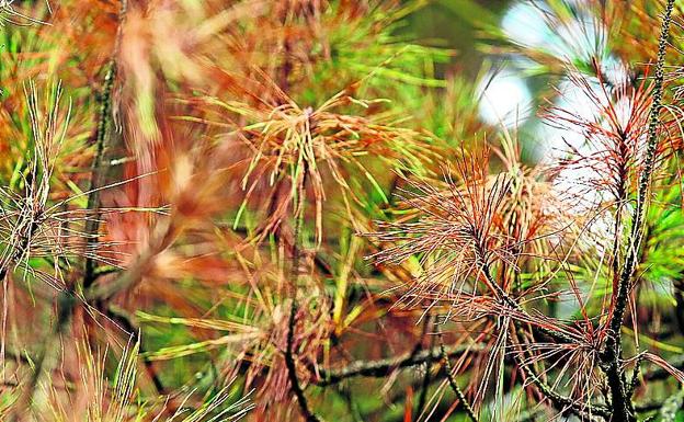 Dimite la directora foral de Agricultura en plena crisis por la 'peste' de los pinos