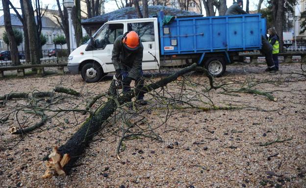 Vitoria se planta contra las podas de árboles con nidos