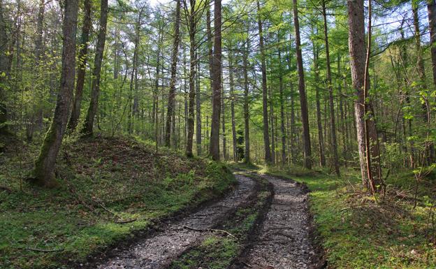 Las Juntas piden apoyo para «las plantaciones forestales» ante la crisis del hongo que ataca los pinos