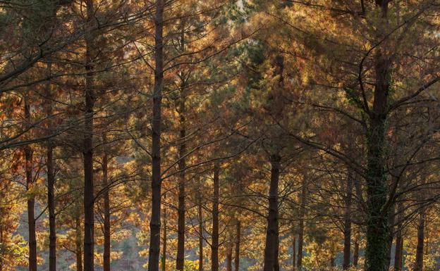 La Diputación traerá de Francia «ejemplares resistentes» a la peste de los pinos vascos