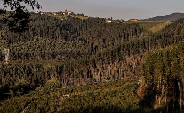 Las instituciones vascas fumigarán los bosques con aviones para frenar la 'peste del pino'