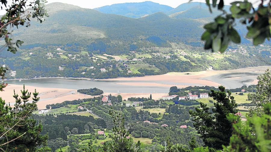 Los jueces avalan el plan para eliminar uno de cada cinco pinos y eucaliptos de Urdaibai