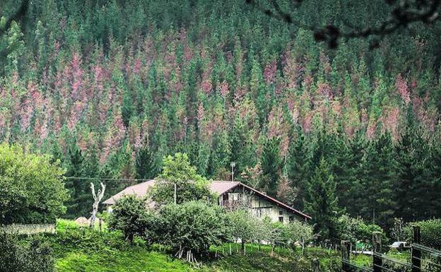 La Diputación descarta que la 'peste del pino' pueda afectar a especies autóctonas