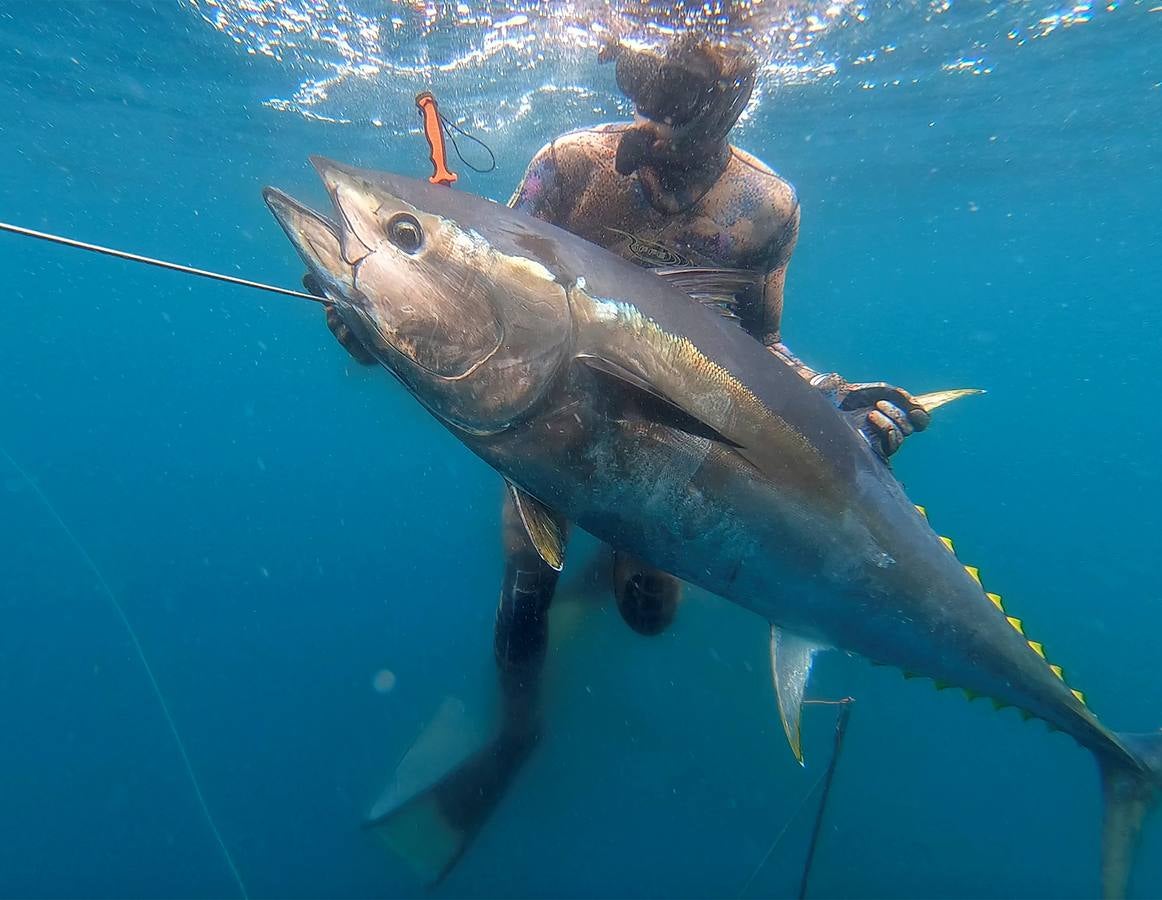 A la caza del atún rojo