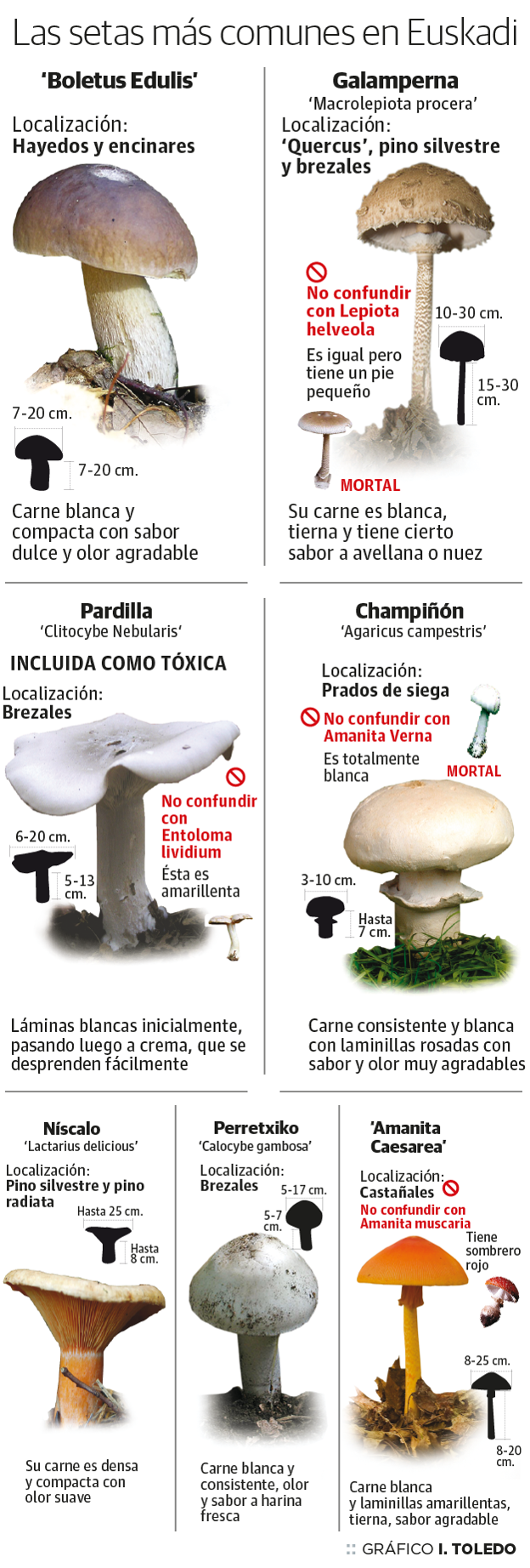 Euskadi registra 200 envenenamientos por setas al año y uno de cada diez es grave