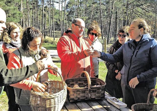 Setas a bocados en Soria